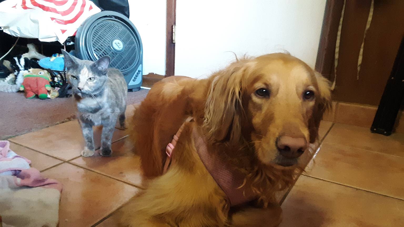 Dog playing in large backyard